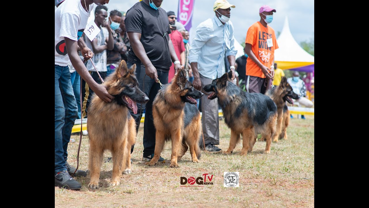 EAST AFRICA KENNEL CLU 169TH ALL BREEDS DOG CHAMPIONSHIP SHOW 2021 PART 1(Dog Tv Kenya episode 34)