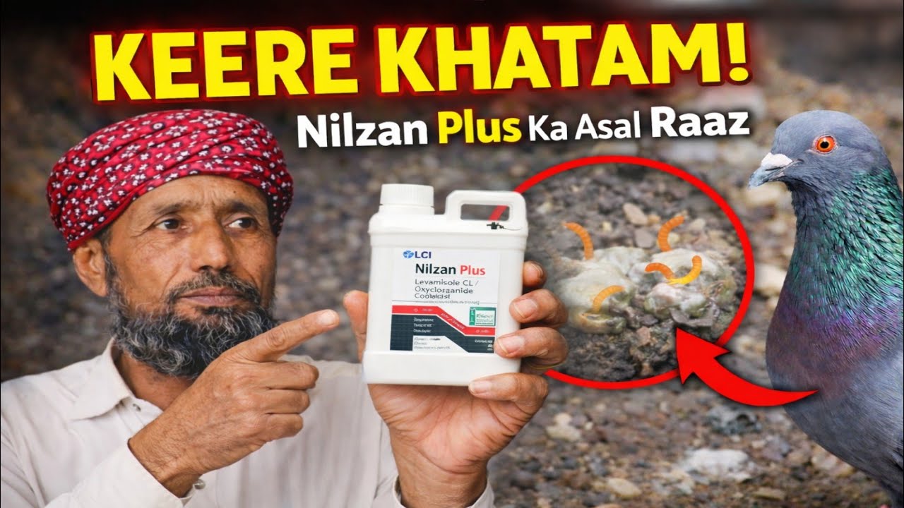 Kabootaron Ki Dorong Ka Sahi Tareeqa | Nilzan Plus Se Keere Ka Control | Par Pattai Complete Guide