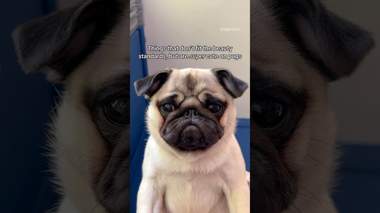 PROOF that PUGS make everything look CUTE 😂🥰 #pug #dog #funny