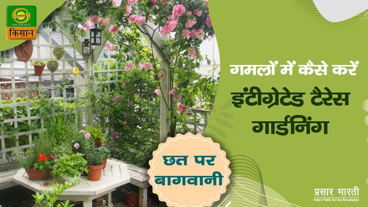 Chhat Par Bagwani : Integrated terrace gardening in pots