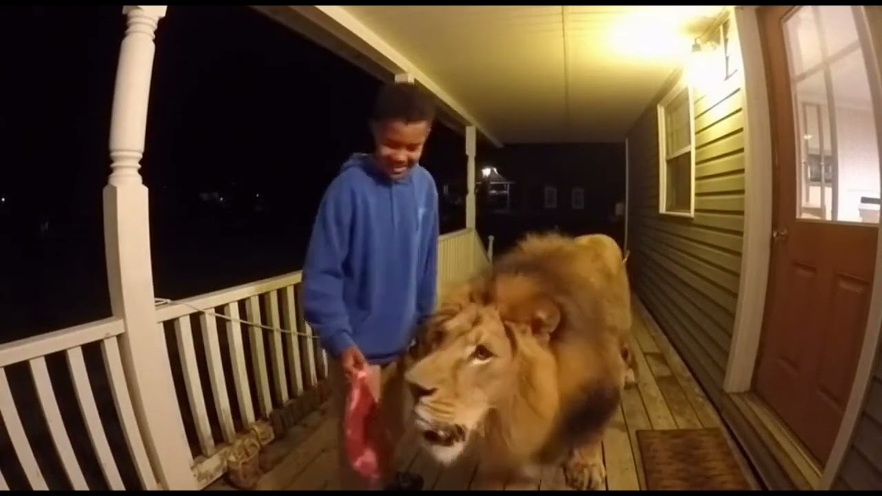 Kid Feeding Lion Steak on Porch at Night