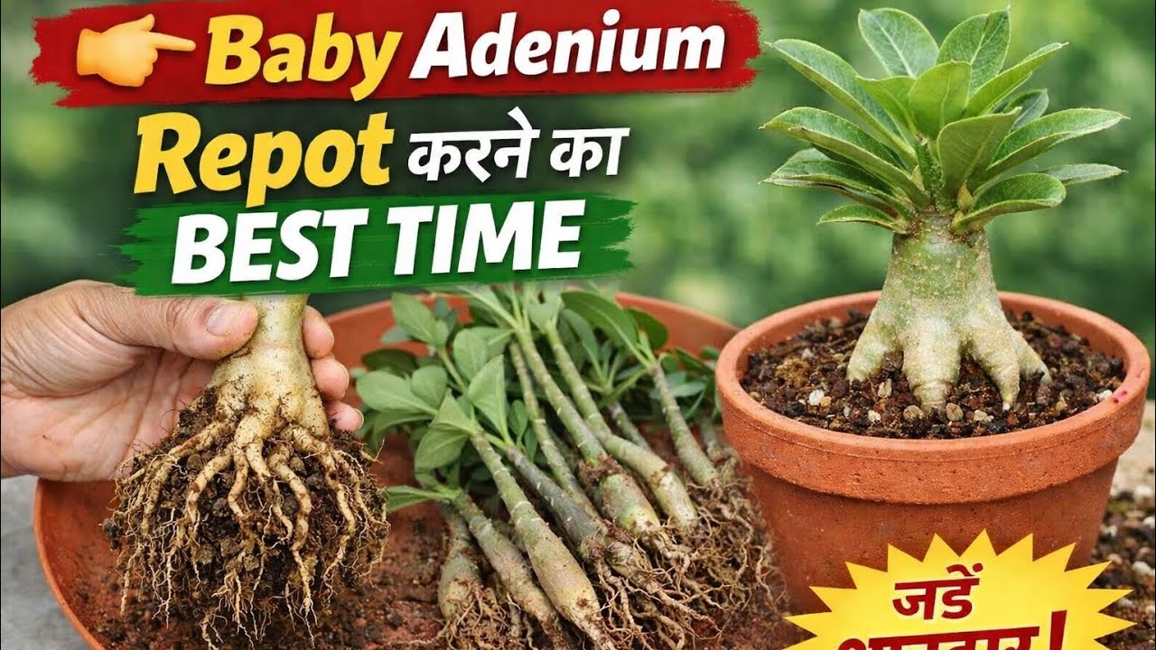 Baby Adenium Repotting का सबसे सही समय | Healthy Caudex Growth Secret