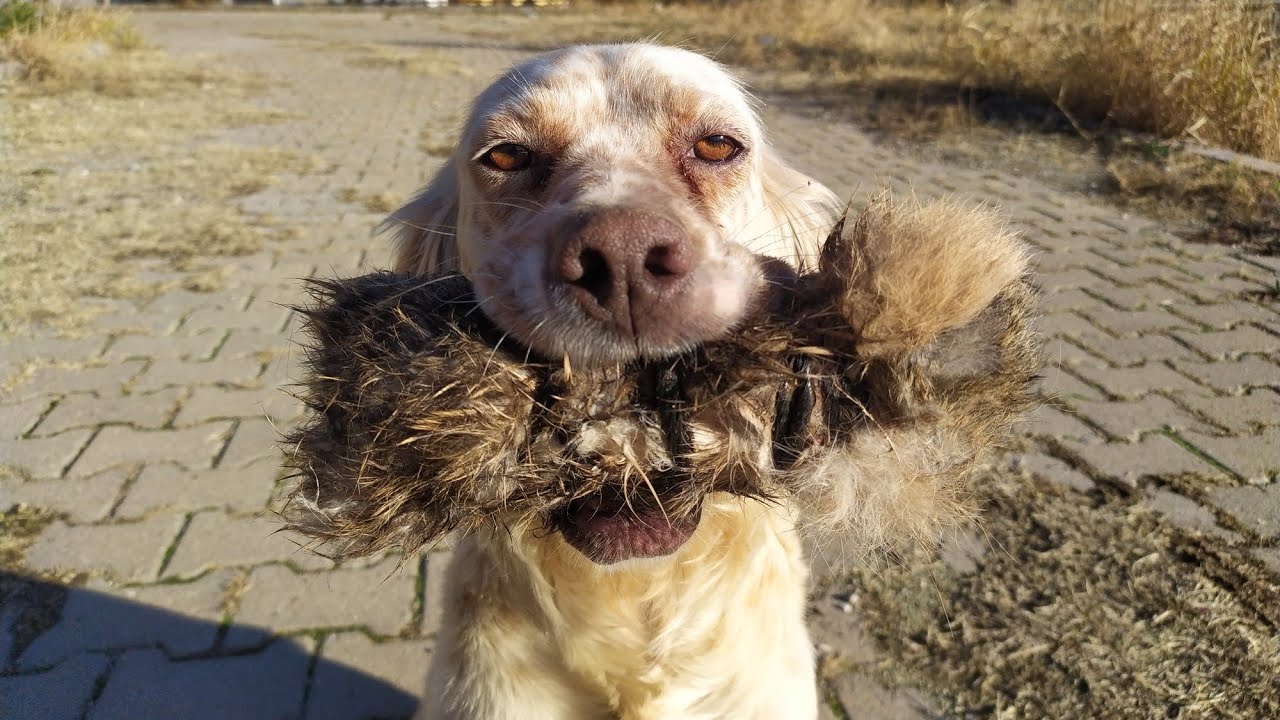 ENGLİSH SETTER ZORUNLU APORT ( Av Köpeği Eğitimi )