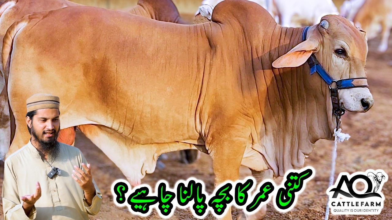 Kitni Umar Ka Bacha Palna Chahiye? Kitna Time Palna Chahiye? AQ Cattle Farm