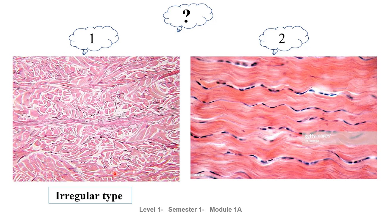 Histology lecture 6 C T (III)