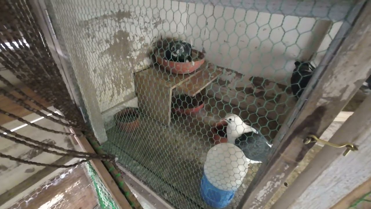 若鳩が1羽帰って来ません