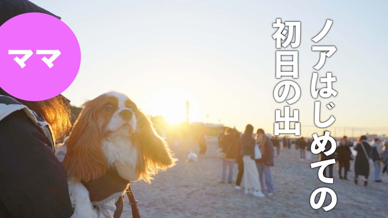 キャバリア犬がはじめて見る初日の出