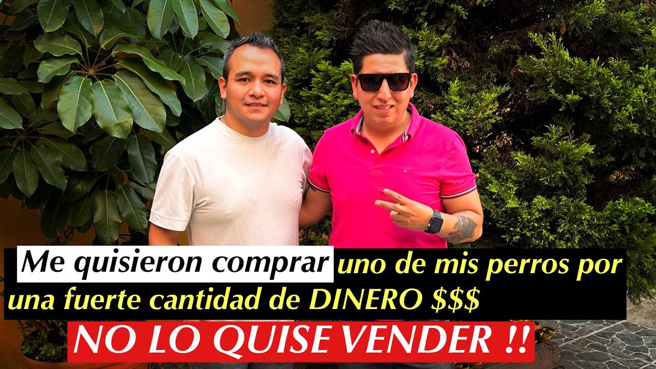 FREDY HERNANDEZ Criador Profesional de BULLDOG INGLES!!