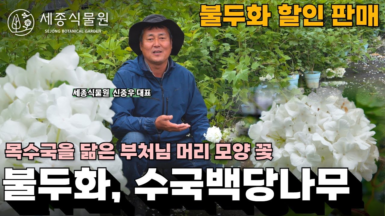 관리가 쉽고 정원을 가득 채워주는 봄꽃 정원수 수국백당나무 불두화 #불두화 #백당나무 #수국 #정원