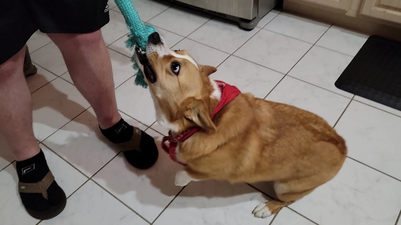 Perkles the Corgi Tug of War: No Touching Allowed
