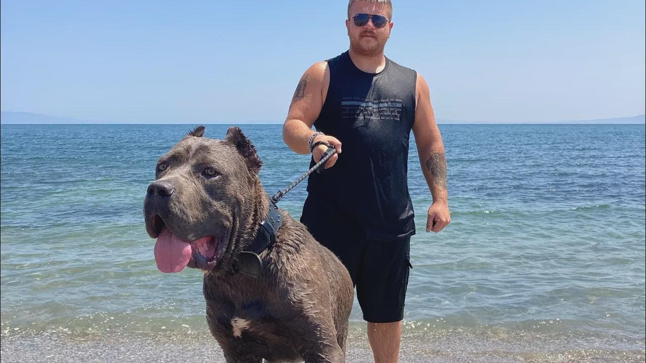 ¡Carlos, el Cane Corso, la rompe nadando en el mar!