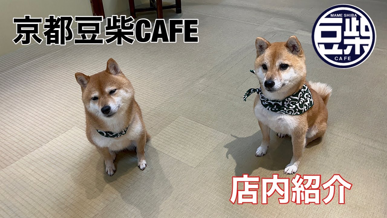 【豆柴】京都店「店舗紹介」