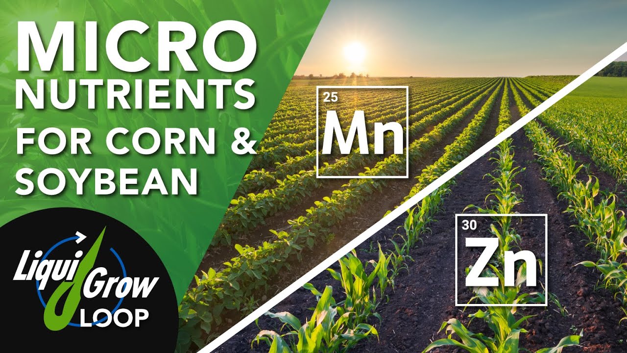 The Top Micronutrients for Corn and Soybean