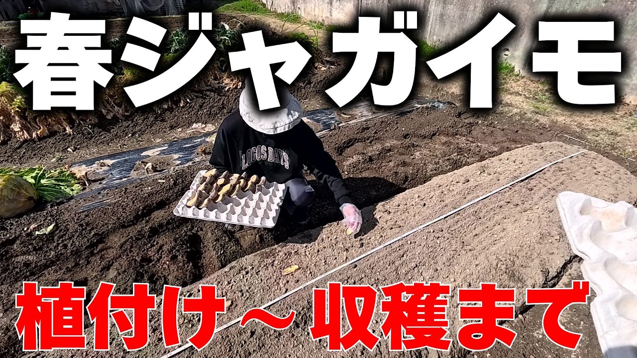 【ジャガイモ】家庭菜園で畝つくりから植え付けまで、省力的な方法を解説！