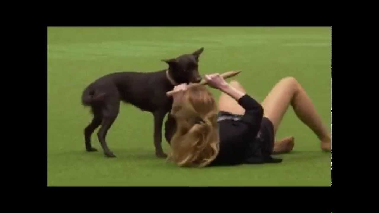 Kelpie Angie at Crufts 2015