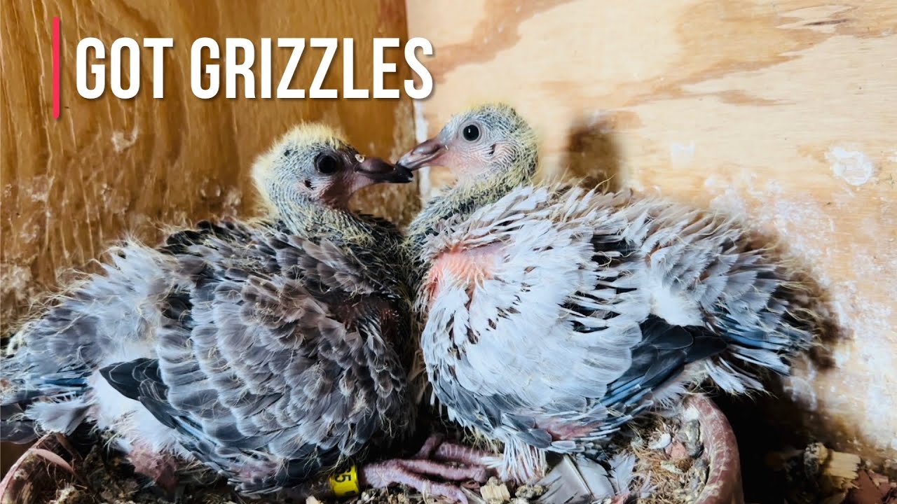 Late hatch rounds are here!! Check these young racing pigeons out 😍