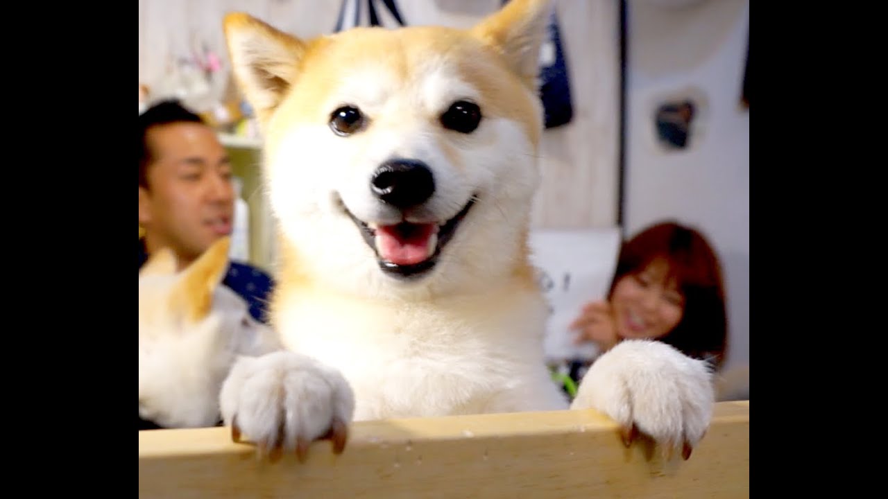 日本の心！柴犬スペシャル♪【Shiba Inu SP】