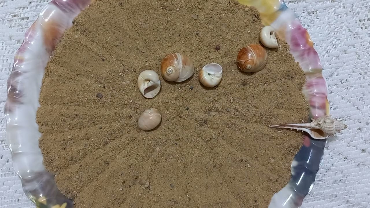 القراءة بالرمال والودع لبرج الجوزاء 🌬