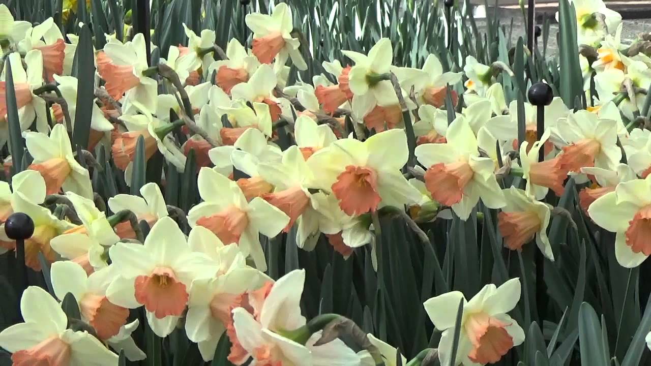 Narcissus/Daffodil 'Tickled Pinkeen' - DutchGrown