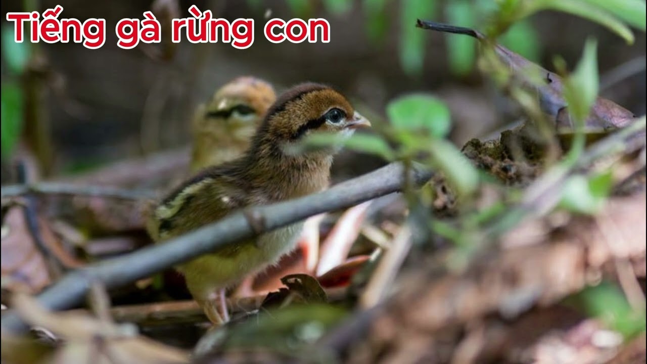 Tiếng gà rừng con gọi mẹ | Âm thanh Đi Bẫy