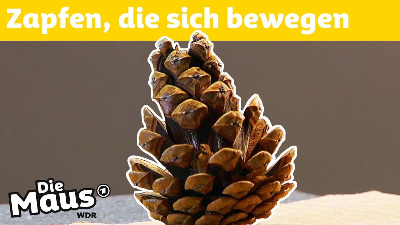 Wie öffnen sich Kiefernzapfen? | DieMaus | WDR