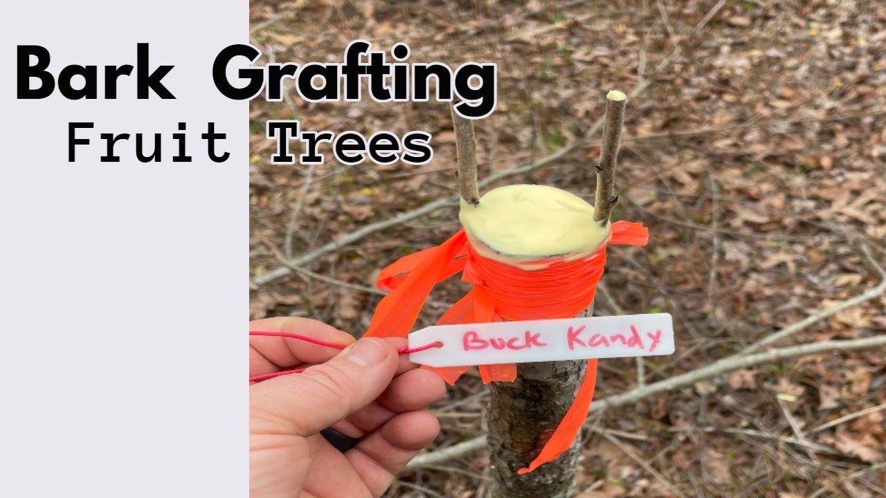 Bark Grafting Persimmon Trees