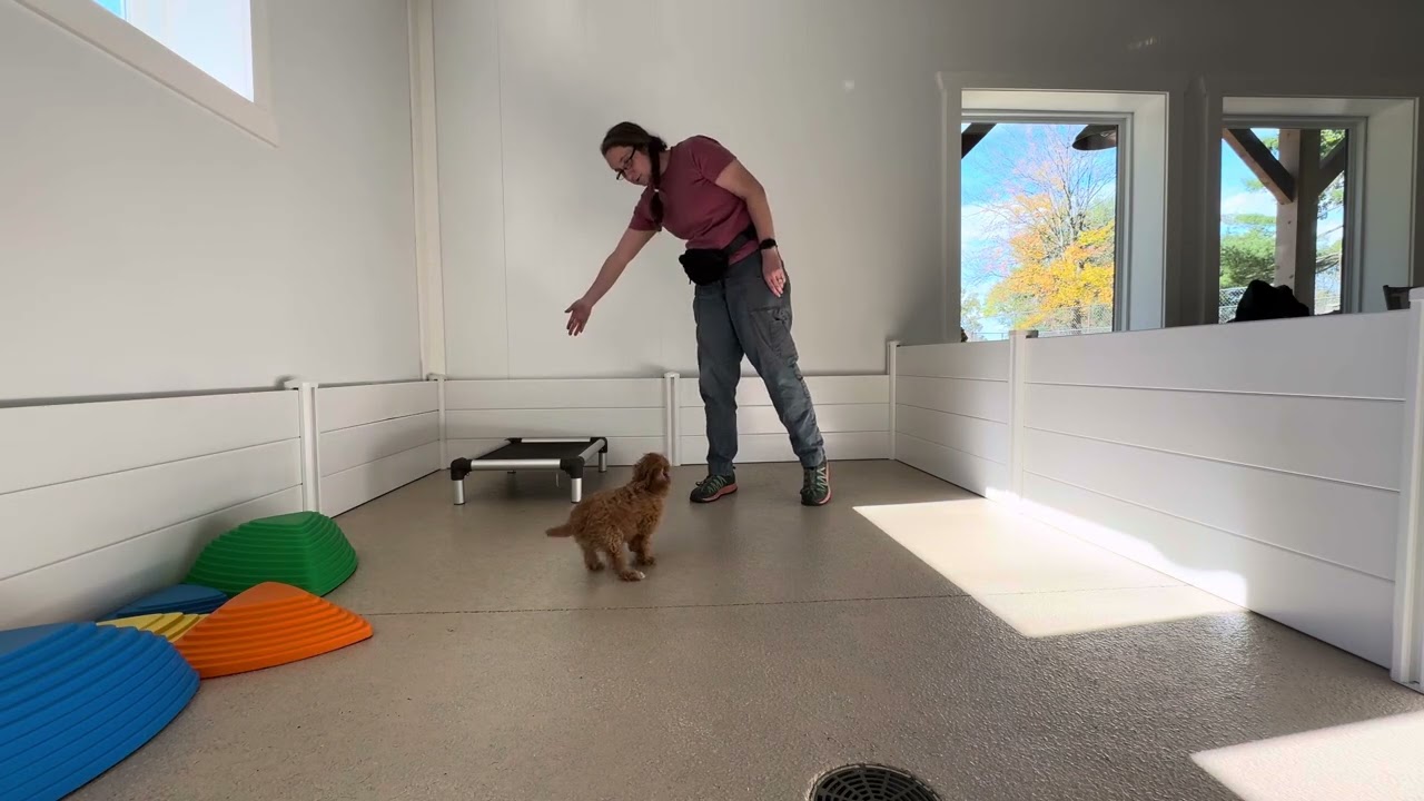 Honey 1 Training Session 10/29