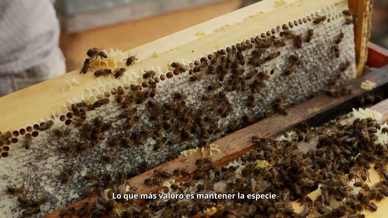 Proyecto Emprende Rural - Yonay, apicultor en Puntallana