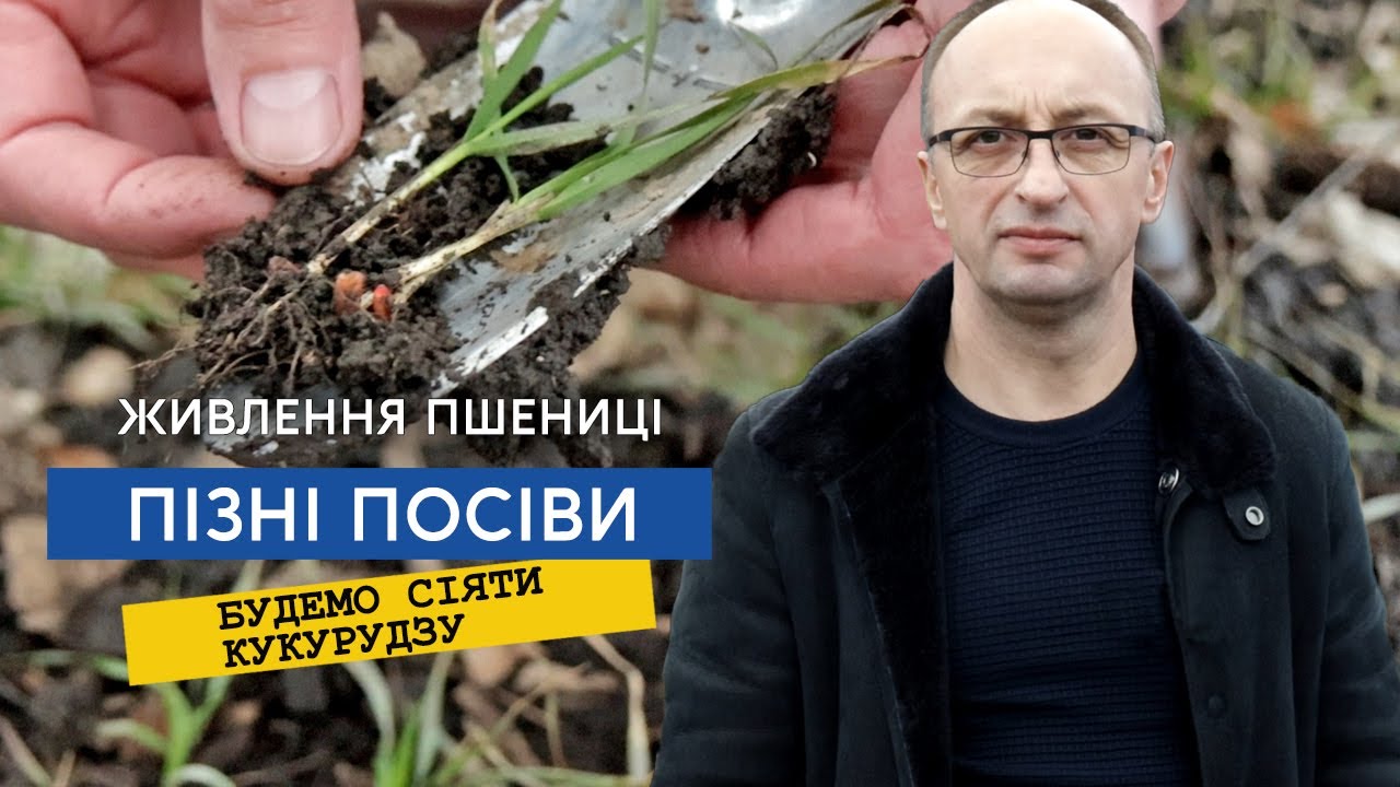 Підкормка не замінить мінеральне живлення, пшениця РЖТ Реформ. Кукурудзу збільшили на 1000 гектар