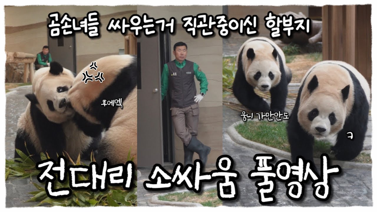 갑자기 싸움난 루이후이와 그걸 지켜보는 할부지🐼