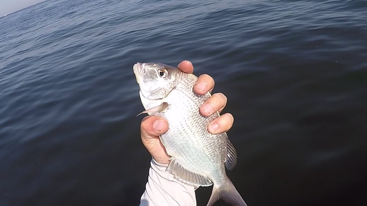 Porgy Kayak Fishing Sandy Hook NJ