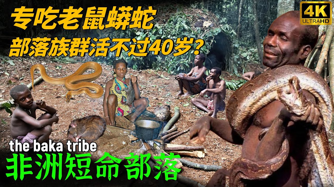 非洲雨林里的原始部落：赤脚上树30米、徒手搏巨蟒！祖孙三代住树叶棚屋，却短命活不过40岁！