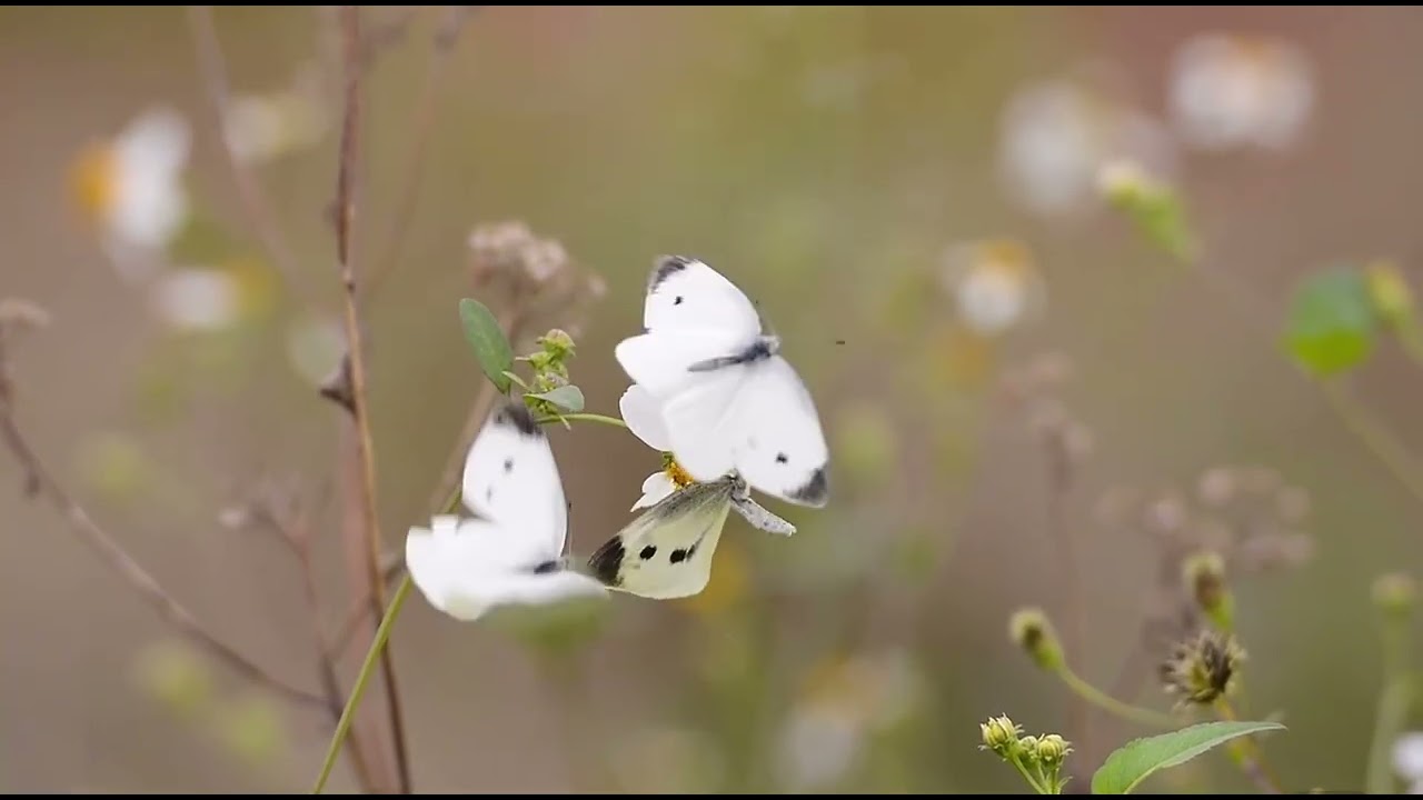 Kid-Friendly Fact about Butterflies! #pets #animals #life #butterfly #nature #reality #earth #beauty