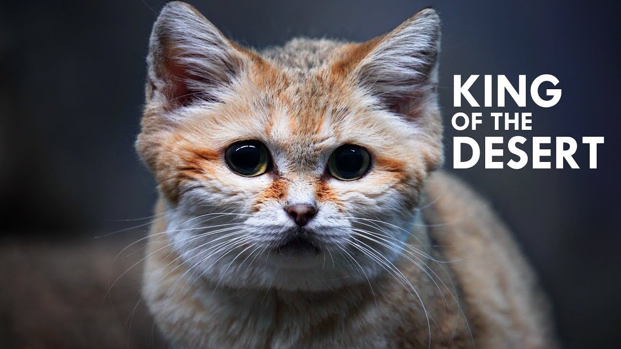 Песчаный кот: Король пустыни