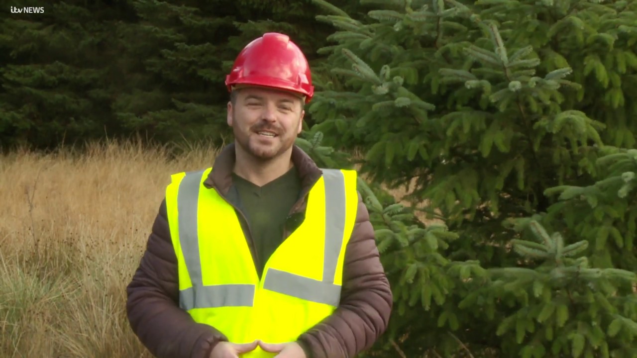 The Kielder Christmas tree destined for Westminster | ITV News