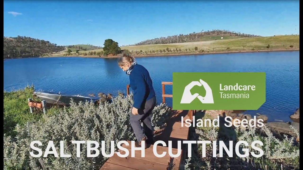 How to propagate Salt Bush Cuttings 2020