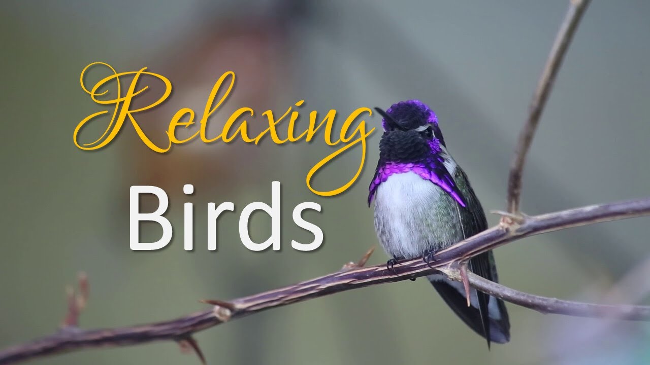 Harmony with Nature: Inspiring Music and Beautiful Birds [HD], 120 minutes