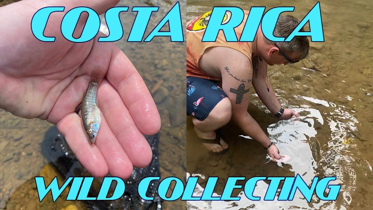 Costa Rican Wild Fish Collecting ** I CAUGHT WILD GUPPIES**