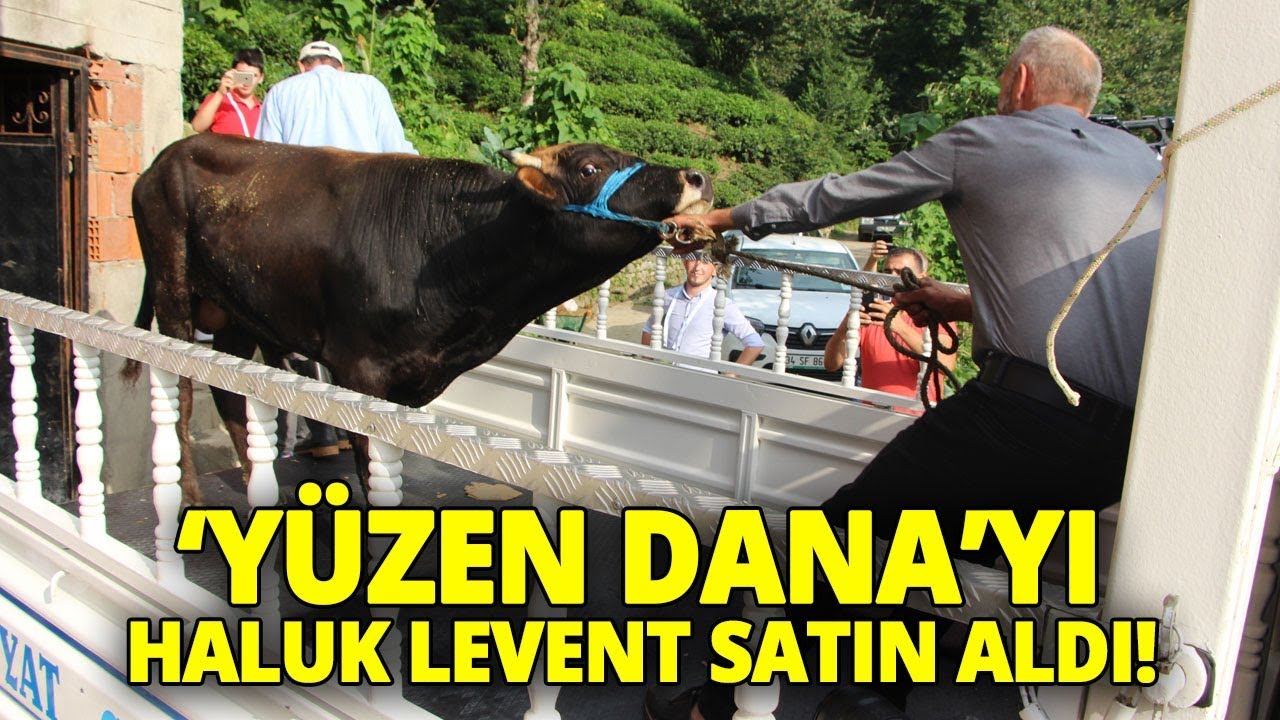 Yüzen Dana 'Ferdinand' İzmir'e Gitmek İçin Yola Çıktı