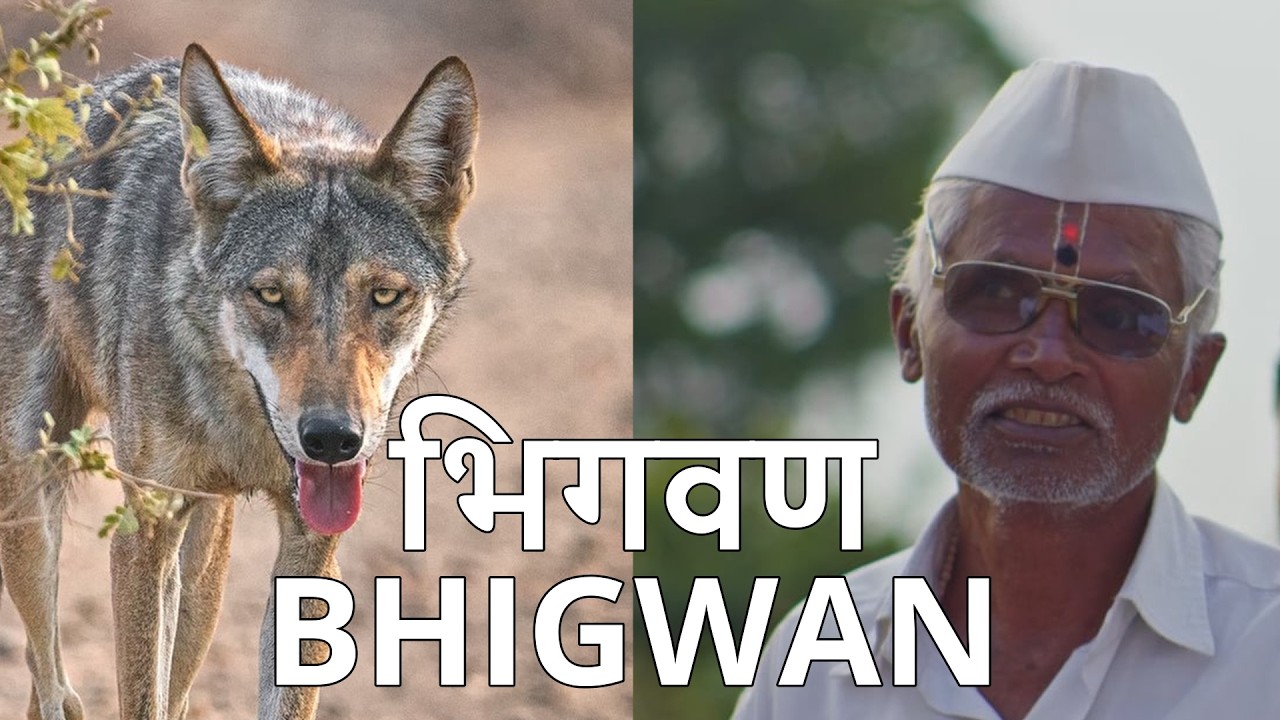 (मराठी) BHIGWAN - a tale of wolves, flamingos and village people (Marathi / English)