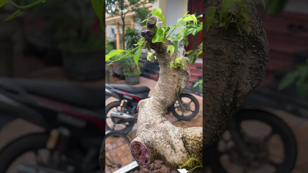 C&aacute;ch Tạo D&aacute;ng C&acirc;y Sanh Bonsai - Demo Bonsai c&acirc;y sanh #bonsai #bonsaitree #caycanh