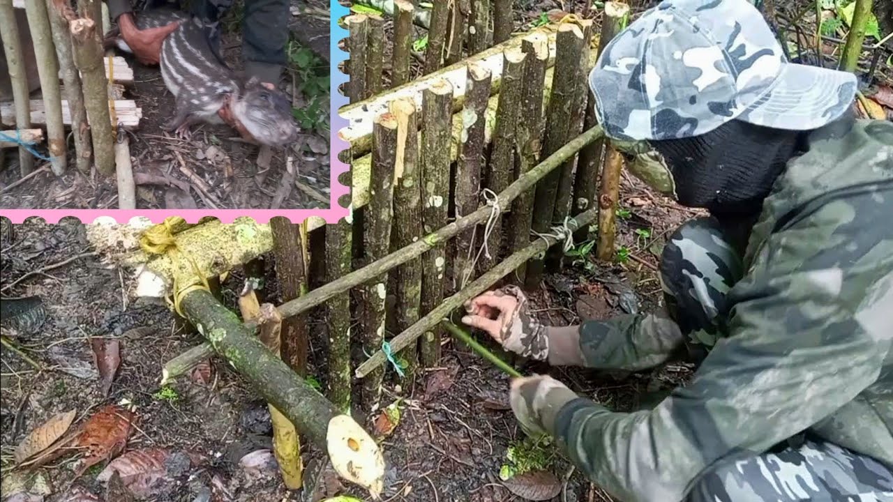 Как построить ловушки для выживания коренных народов
