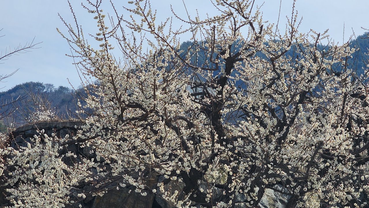 광양매화축제 ~놀러오세요