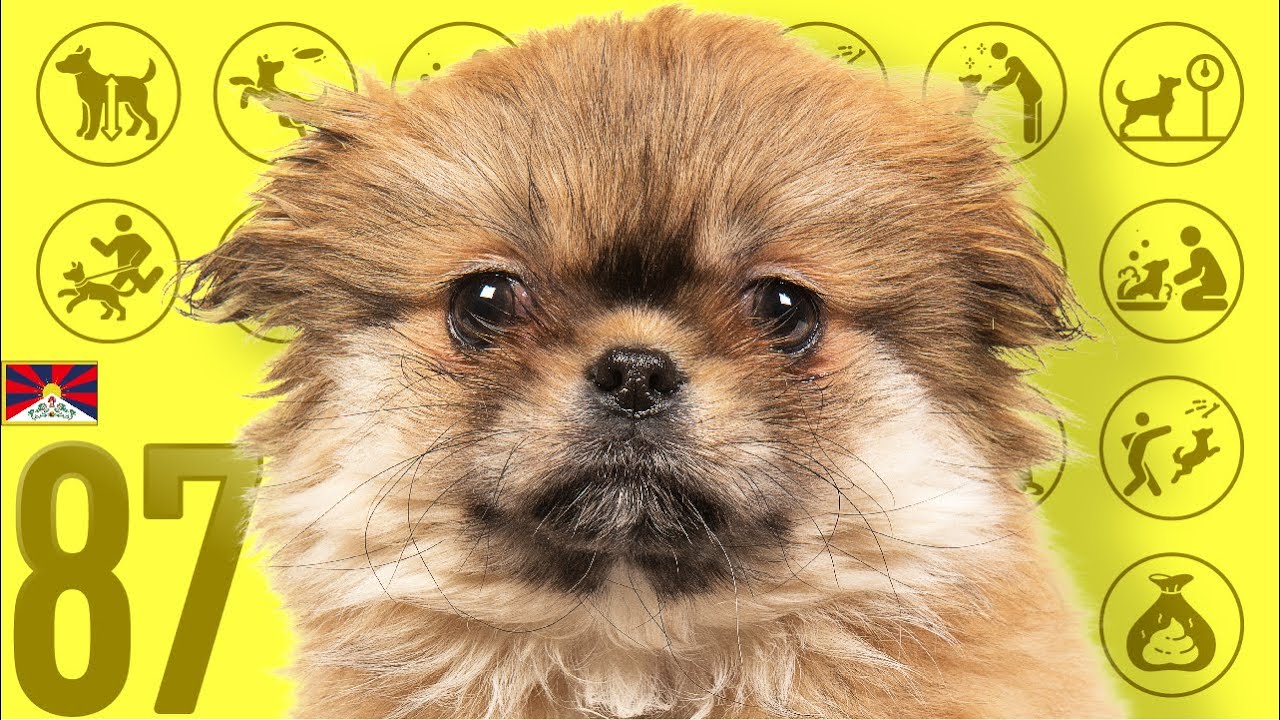 #87 Tibetan Spaniel ❤️ TOP 100 Cute Dog Breeds Video