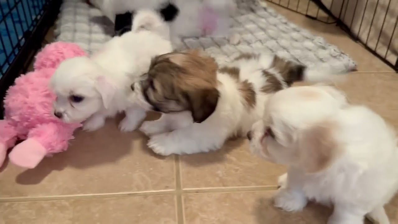 Coton de Tulear Puppies For Sale - Pepper 7/22/24