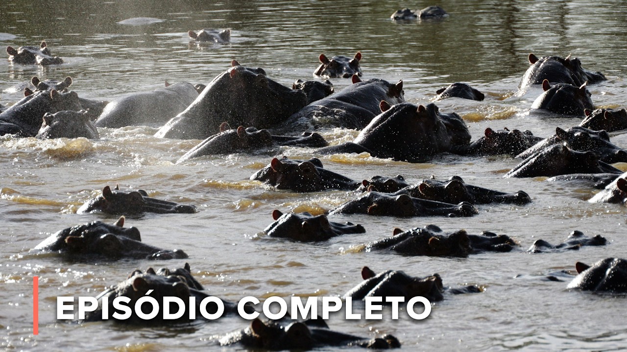 Hipopótamos vs Crocodilos na Luta pelo Domínio dos Rios | Batalha no Rio