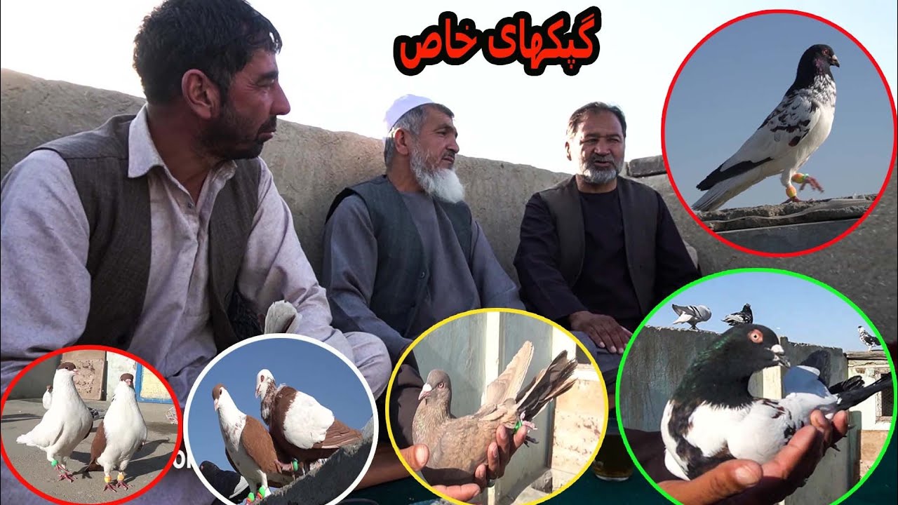 کفتر بازی کابل، کفترهای نسلی نور آیل!