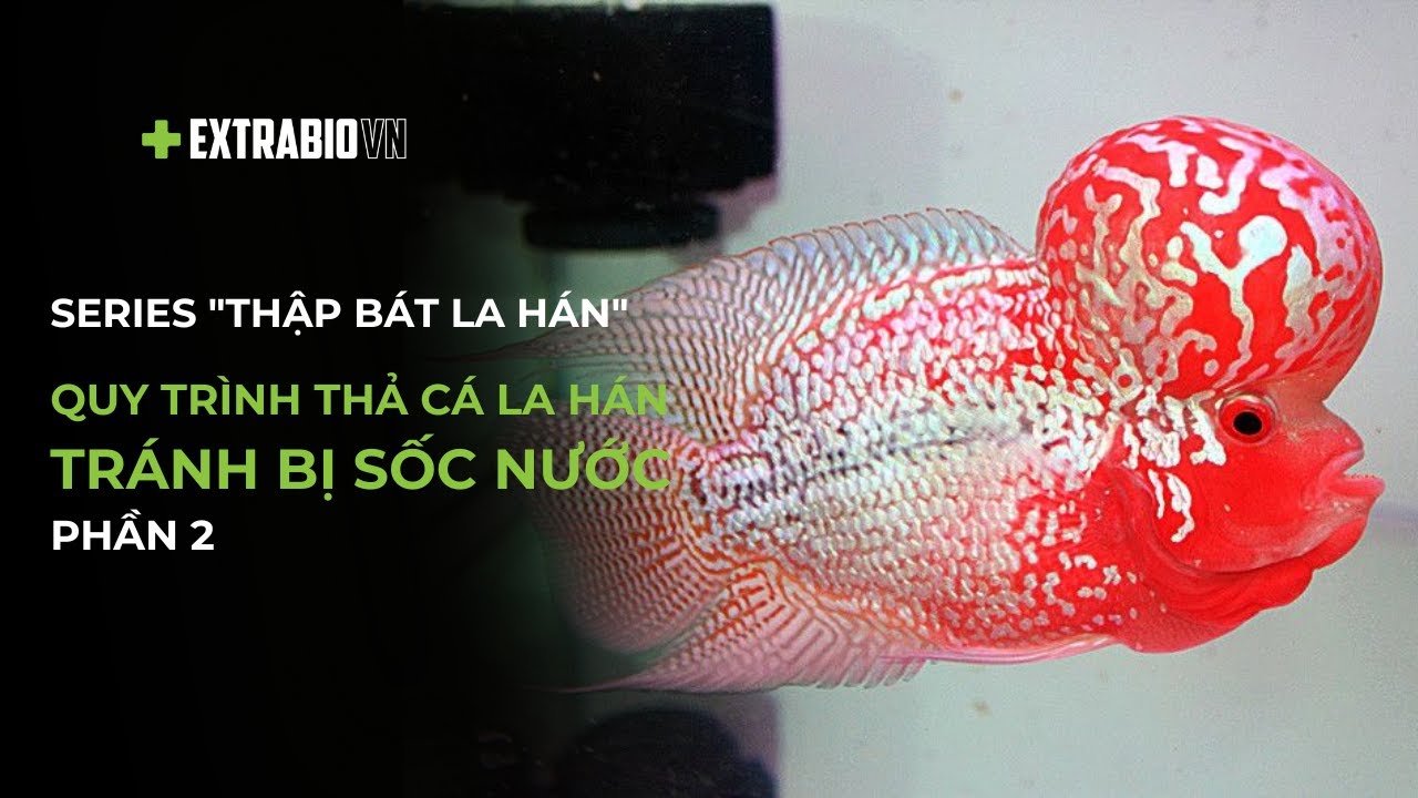 CÁ CHUYỆN | SERIES 