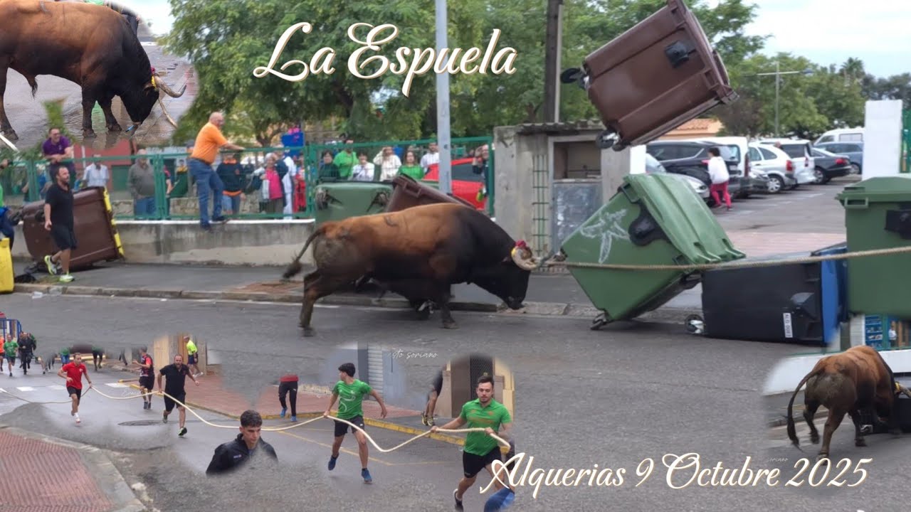 Alquerias Toro en Cuerda La Espuela , Salida en Vall D'uixo de Toros de Ojailen - 9 octubre 2025