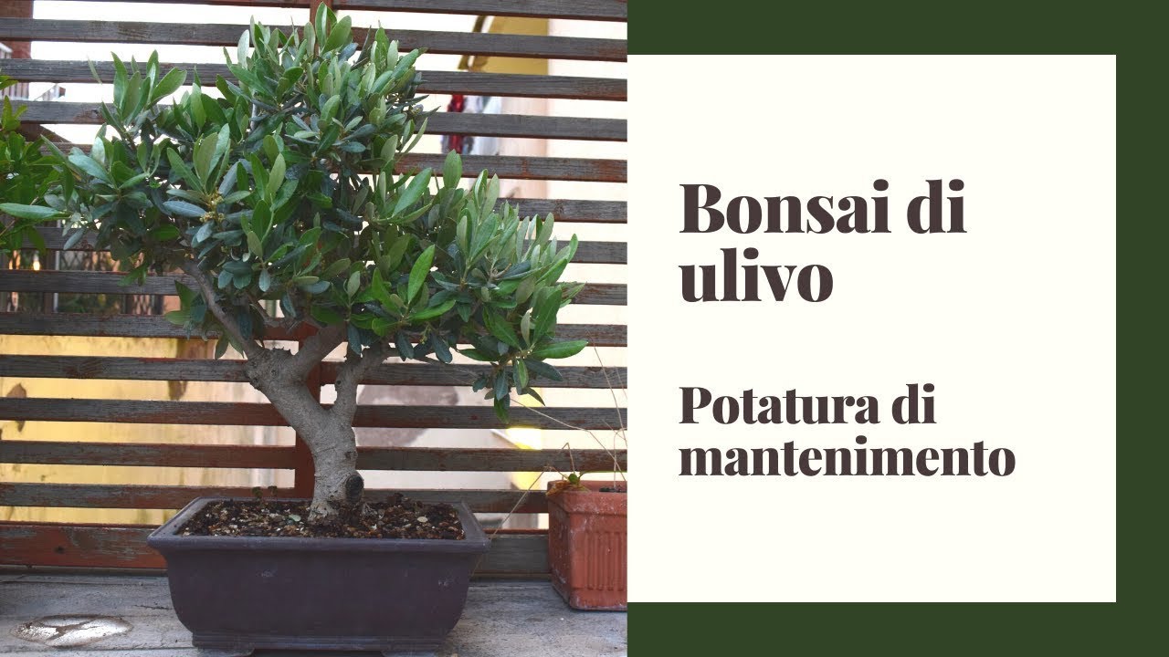 Bonsai di Ulivo. La potatura primaverile di mantenimento.